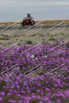 media/Jan-14-2023-SoCal Trackdays (Sat) [[497694156f]]/Turn 14 Exit Bloomig (145pm)/